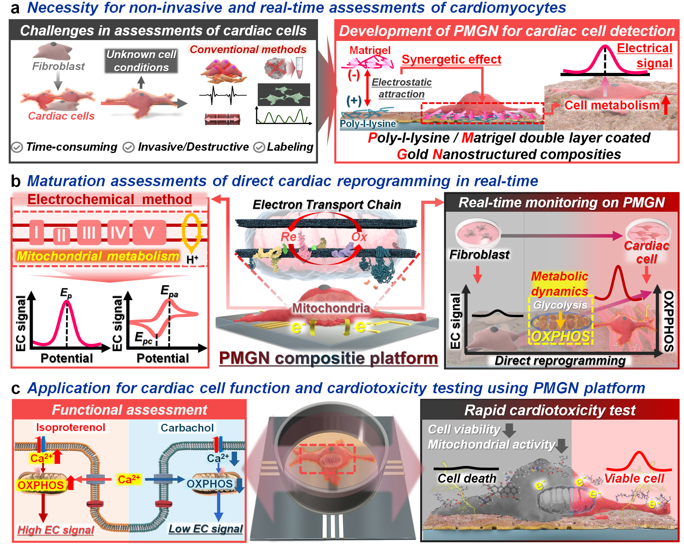 In-situ monitoring of mitochondrial redox dynamics during cardiac reprogramming using a poly-l-lysine/Matrigel-coated gold nanostructured composite platform <p class=
