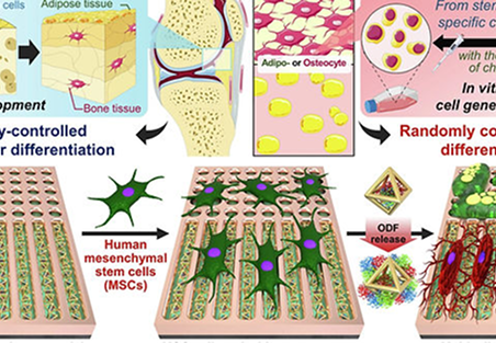 Spatially controlled multicellular differentiation of stem cells using triple factor-releasing metal–organic framework-coated nanoline arrays  <p class=
