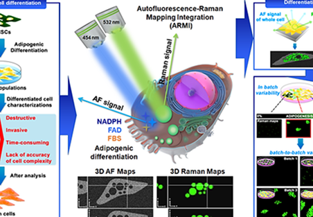 Autofluorescence-Raman Mapping Integration analysis for ultra-fast label-free monitoring of adipogenic differentiation of stem cells <p class=
