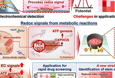 Extracellularly Detectable Electrochemical Signals of Living Cells Originate from Metabolic Reactions  <p class=